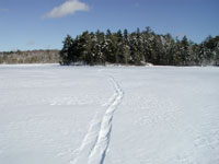 Tracks in the Snow